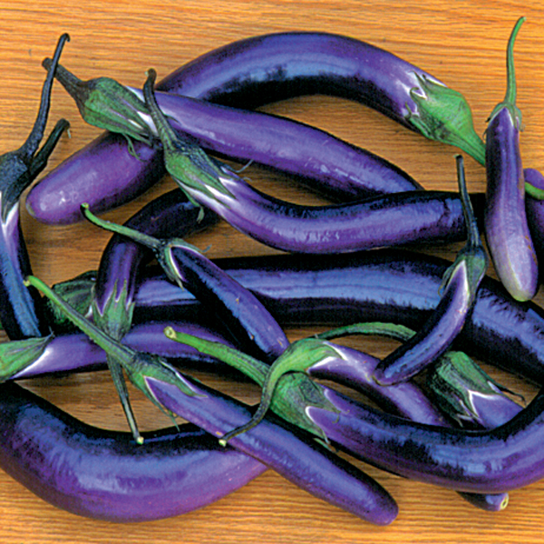 AUBERGINE PINGTUNG LONG