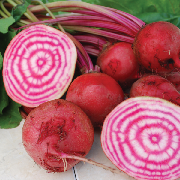BEETROOT CHIOGGIA