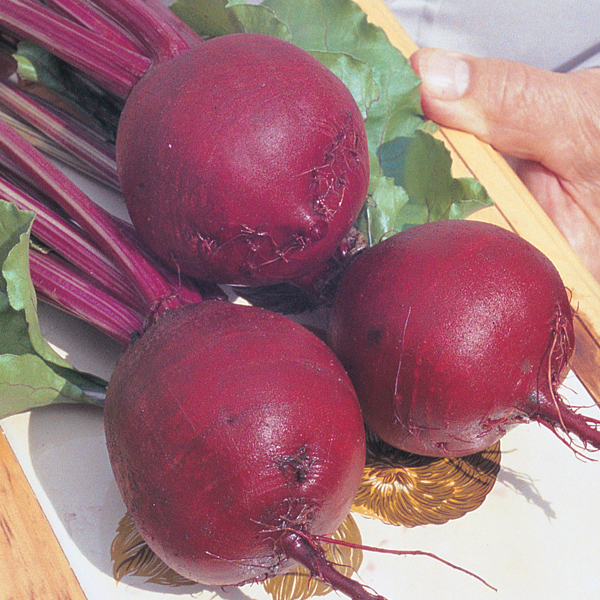 BEETROOT BOLTARDY