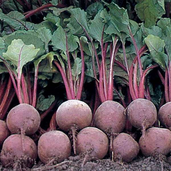 BEETROOT PABLO