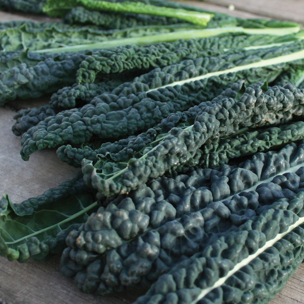 CABBAGE BLACK MAGIC