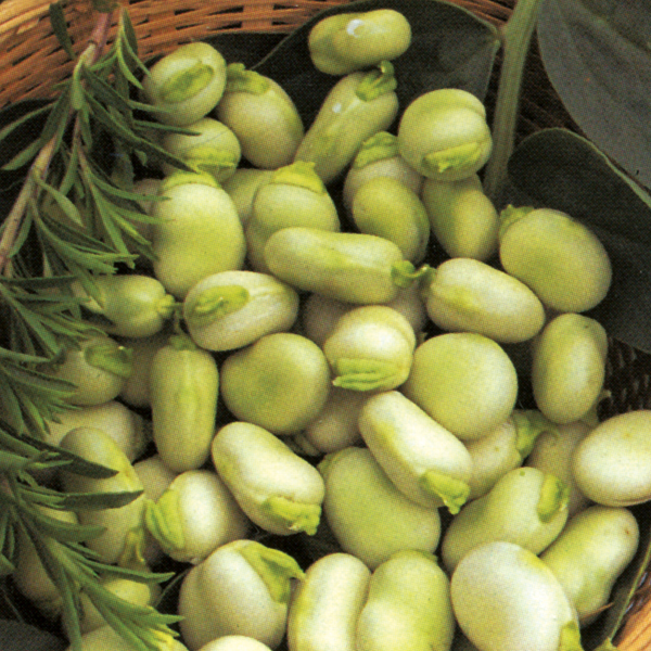 BROAD BEAN WITKIEM MANITA