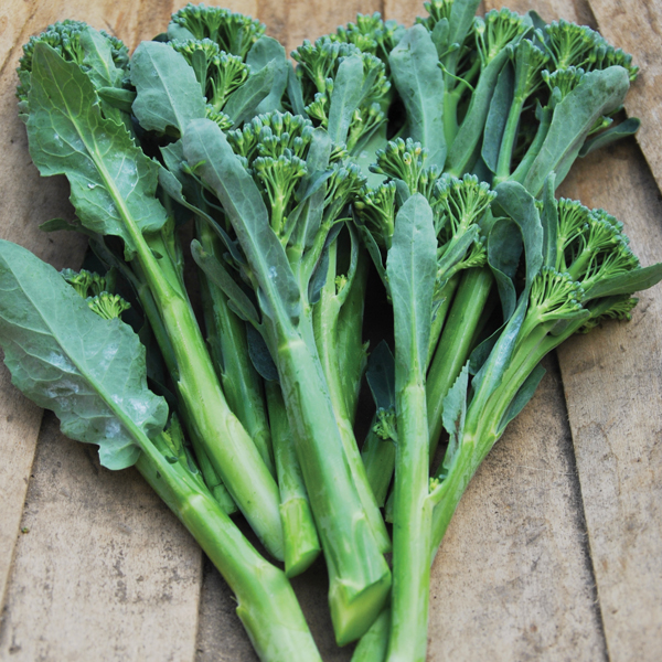 BROCCOLI DELISTEM GREEN F1