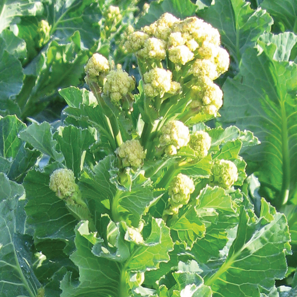 BROCCOLI WHITE SPROUTING BURBANK F1