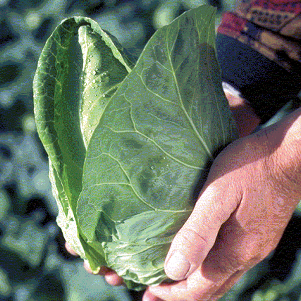 CABBAGE DUTCHMAN