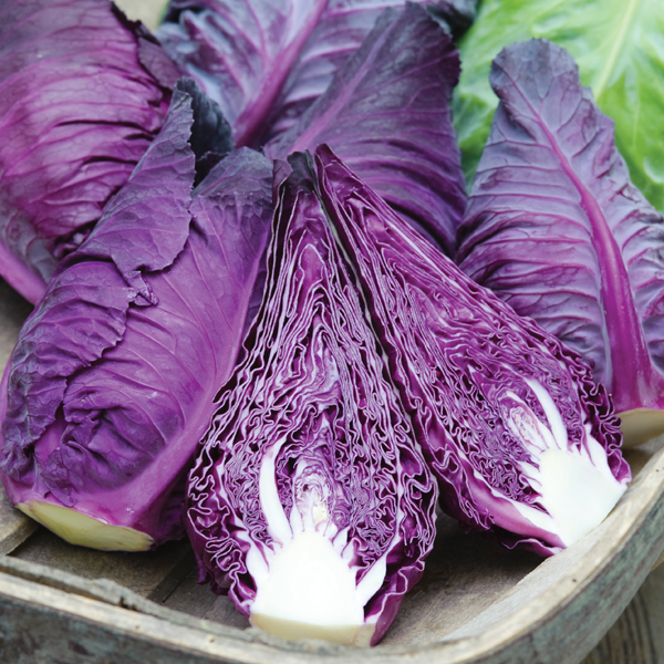 CABBAGE KALIBOS IMPROVED