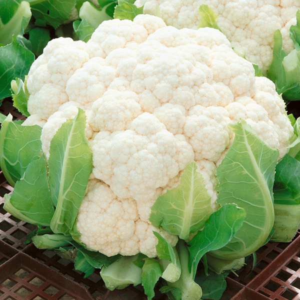 CAULIFLOWER BORIS F1