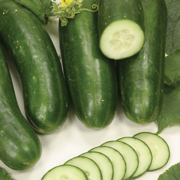 CUCUMBER SILOR F1