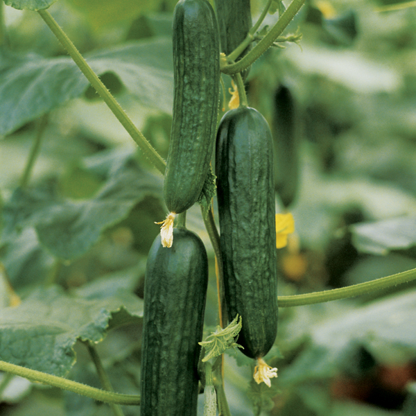 CUCUMBER MELEN F1