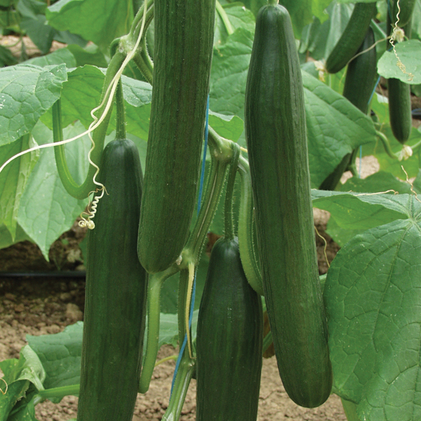 CUCUMBER BELLA F1
