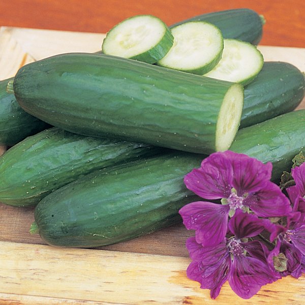 CUCUMBER PASSANDRA F1