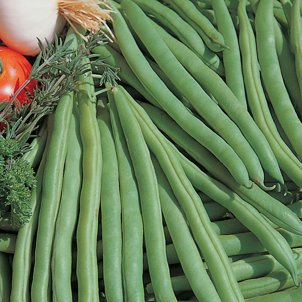 DWARF BEAN TENDERGREEN