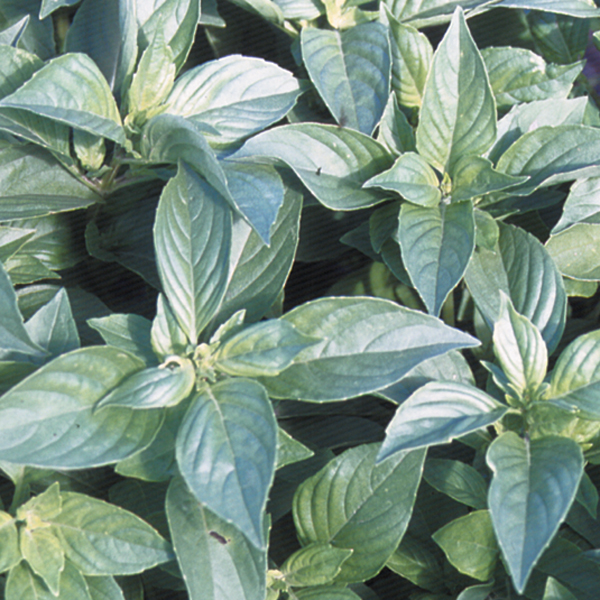 BASIL MRS BURN'S LEMON