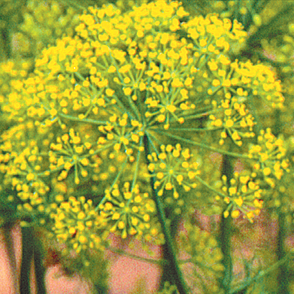 DILL EINCKS STRAIN