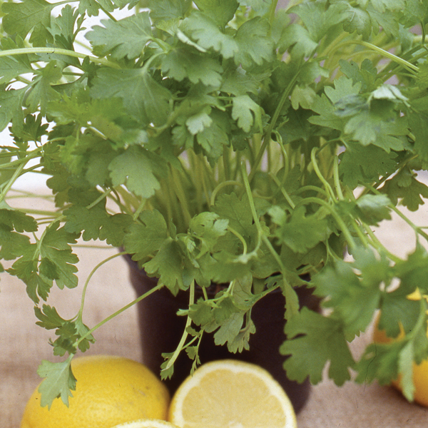 CORIANDER ZESTY LEMON