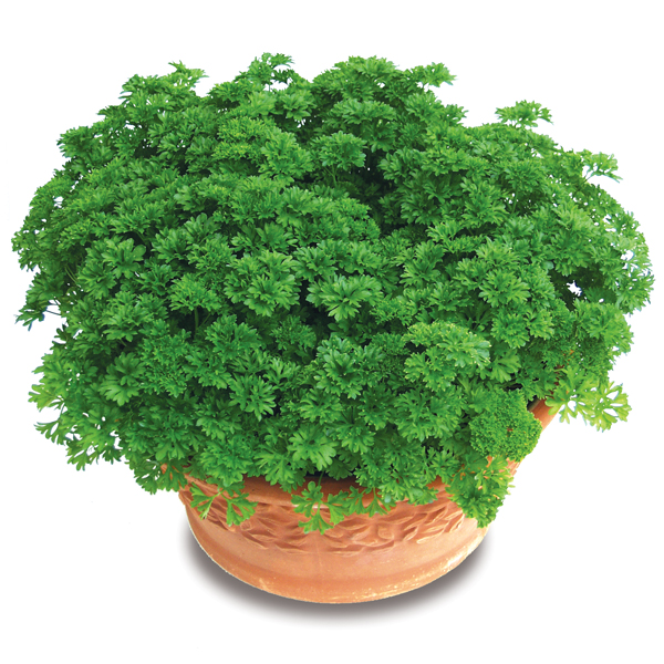 PARSLEY LISETTE