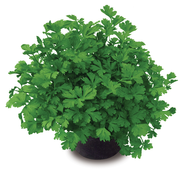 PARSLEY LAURA