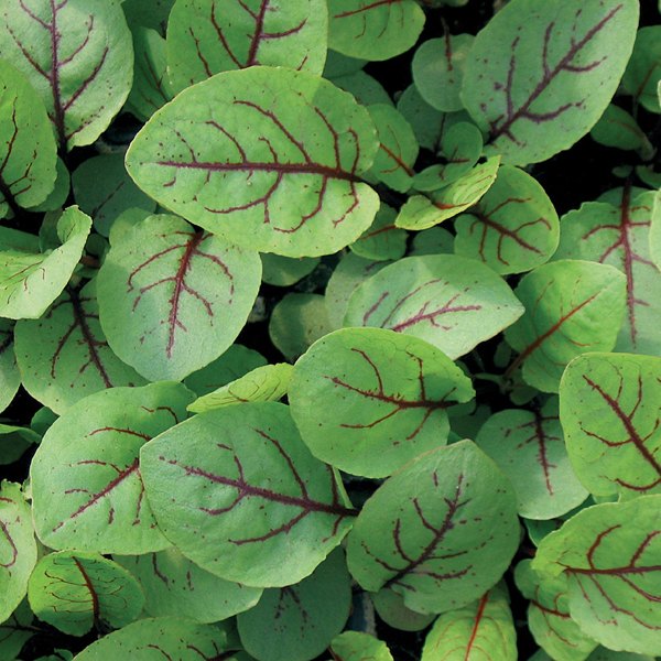 SORREL RED VEINED