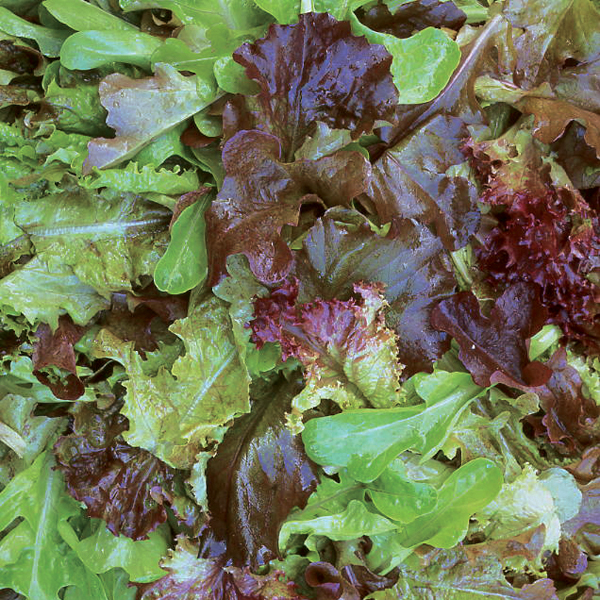 SALAD BABY LEAVES MIXED