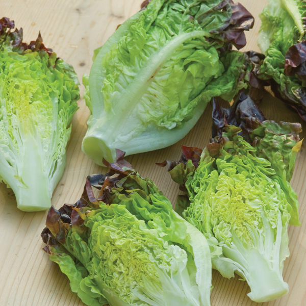 LETTUCE LITTLE GEM AMAZE