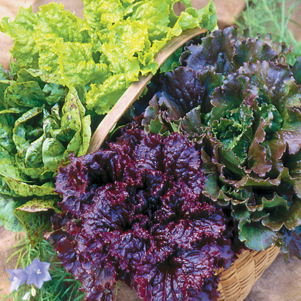 LETTUCE SALAD BOWL MIXED