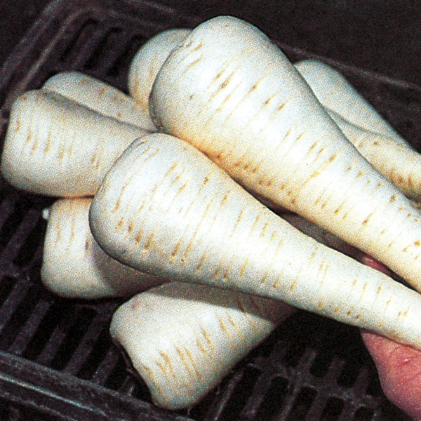 PARSNIP GLADIATOR F1