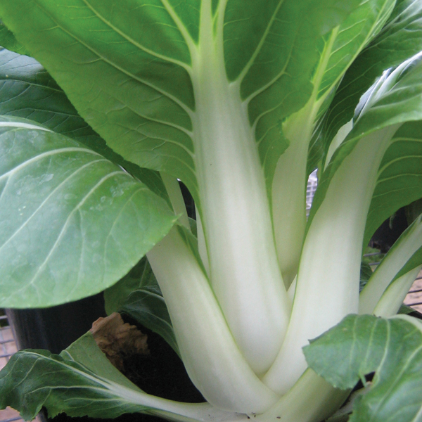 PAK CHOI MACAU F1