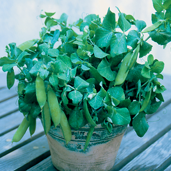 PEA HALF PINT