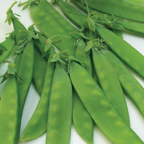 PEA NORLI