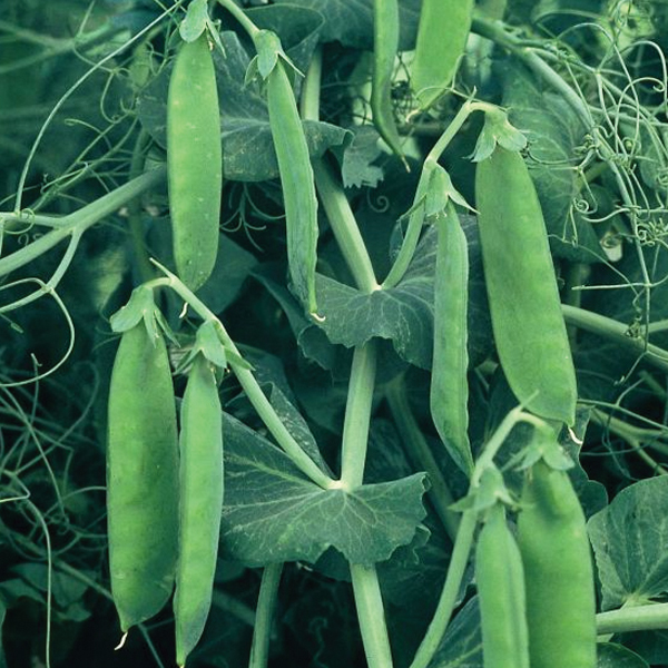 PEA SUGAR FLASH