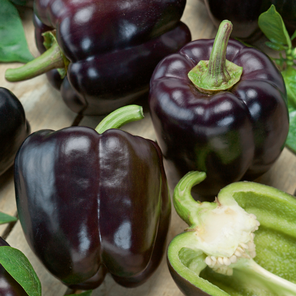 PEPPER ROYAL PURPLE MAVRAS