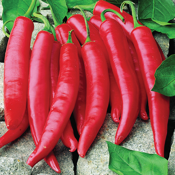 PEPPER AMANDO F1 CHILI