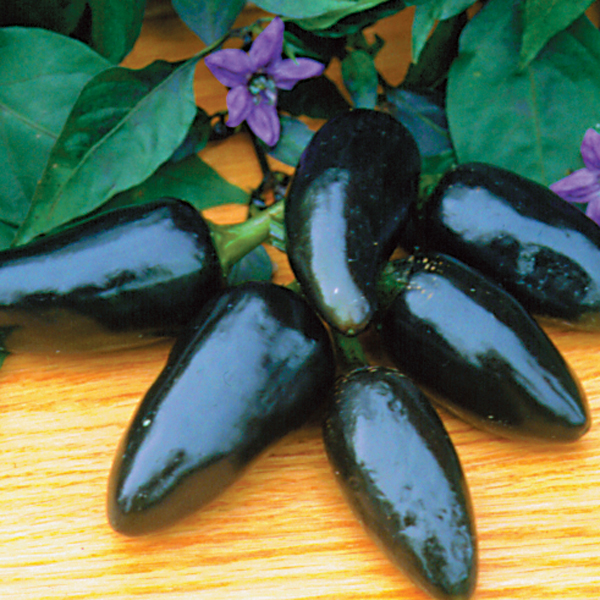 PEPPER BLACK HUNGARIAN