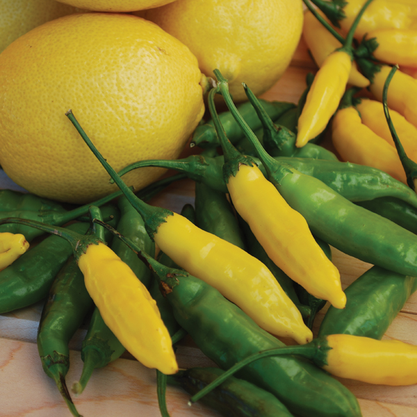 PEPPER LEMON DROP