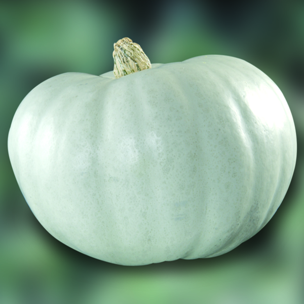 SQUASH CROWN PRINCE