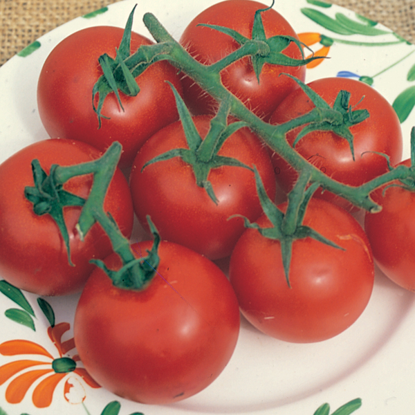 TOMATO GARDENER'S DELIGHT