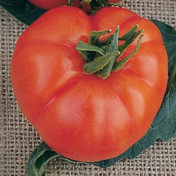 TOMATO SUPER MARMANDE