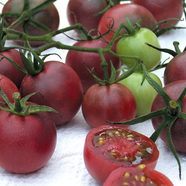 TOMATO BLACK CHERRY