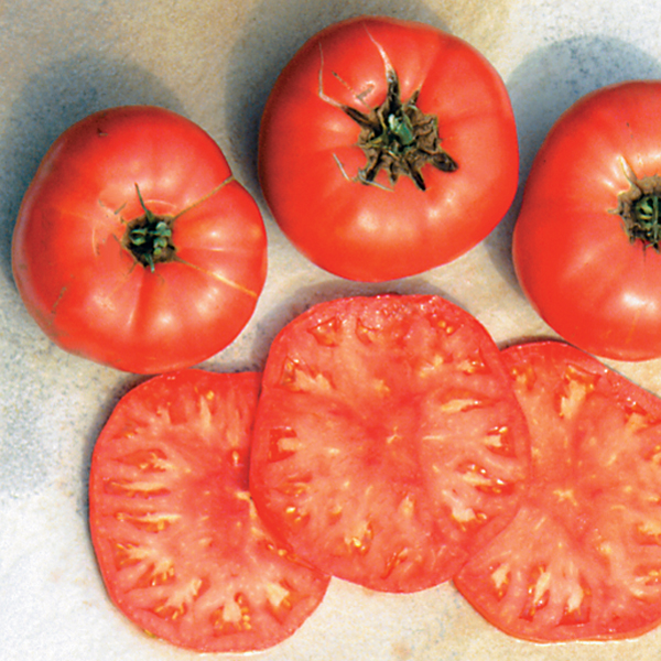 TOMATO BRANDYWINE PINK