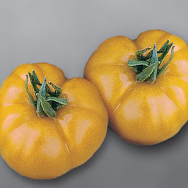 TOMATO BRANDYWINE YELLOW