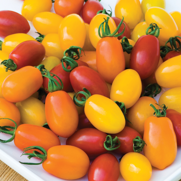 TOMATO RAINBOW PLUM F1 MIXED