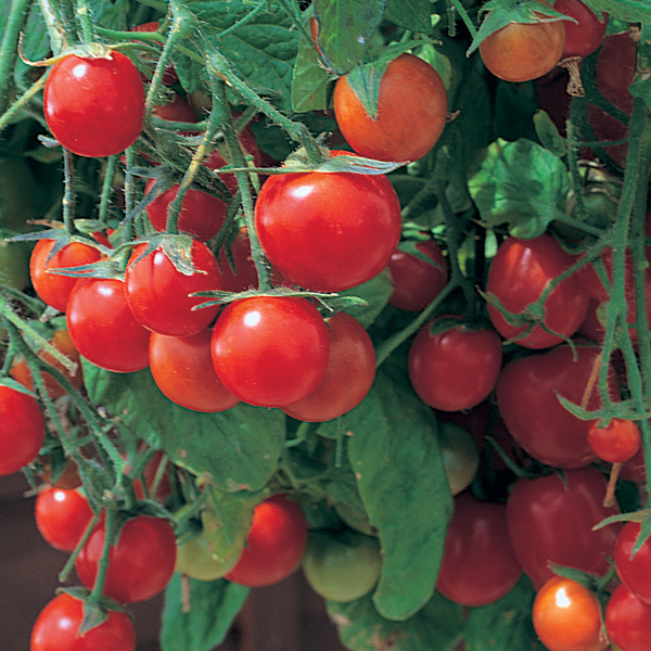 TOMATO TUMBLING TOM RED