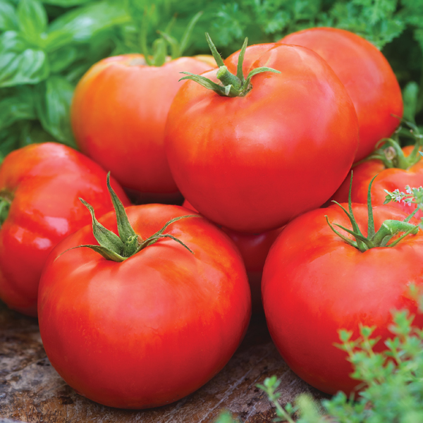 TOMATO BIG DADDY HYBRID