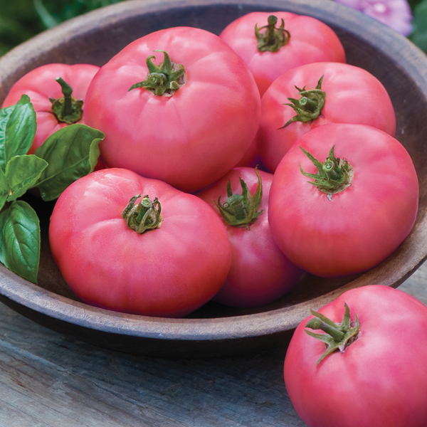 TOMATO BIG PINK HYBRID