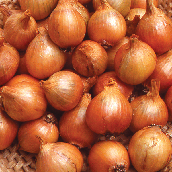 SHALLOT HATIVE DE NIORT