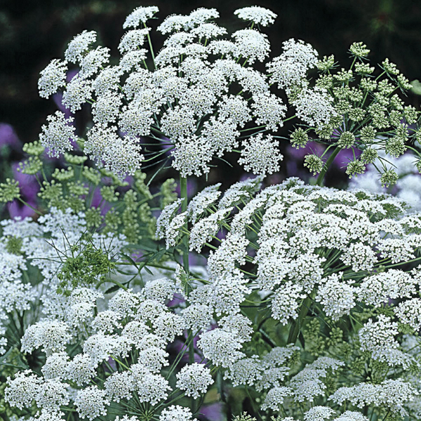 AMMI MAJUS GRACELAND