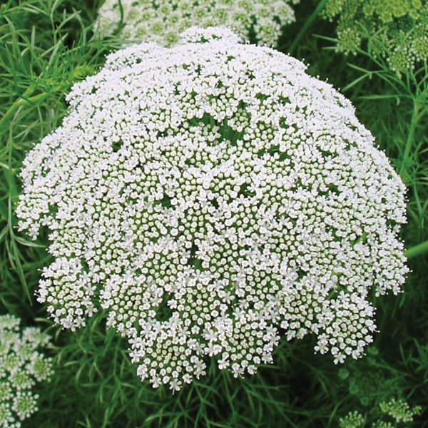 AMMI VISNAGA CASABLANCA