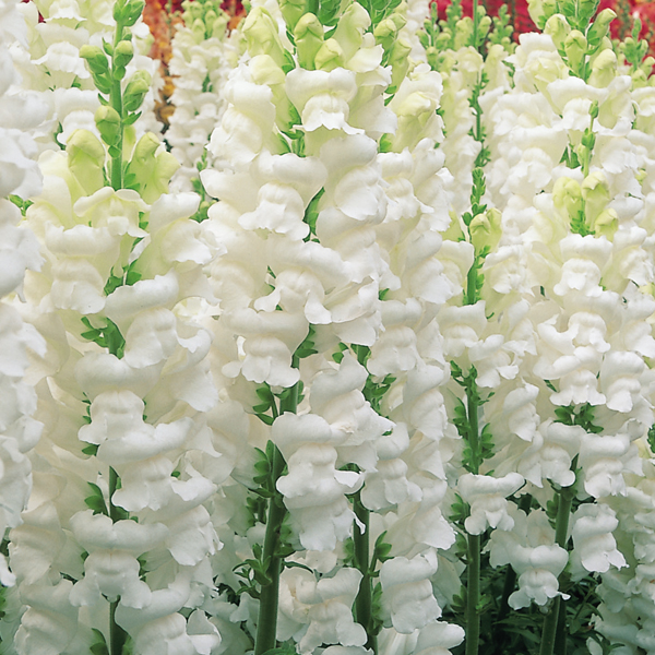 ANTIRRHINUM OPUS POLAR ICE F1