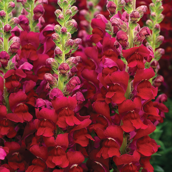 ANTIRRHINUM OPUS RED BEAUTY F1