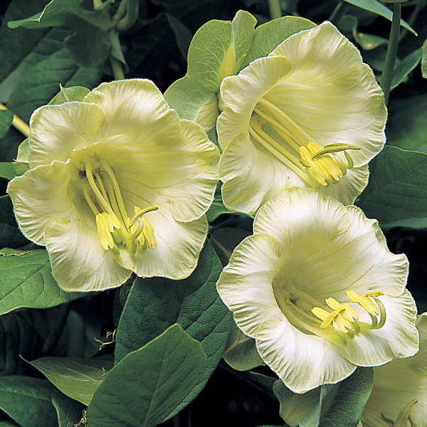 COBAEA SCANDENS ALBA
